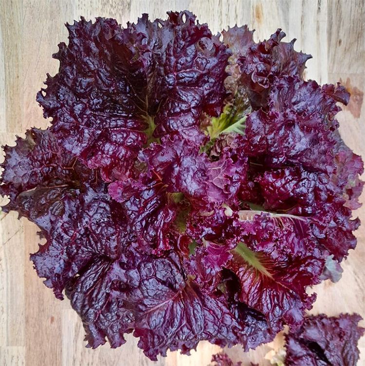 Salat "Red Velvet", Салат Красный вельвет